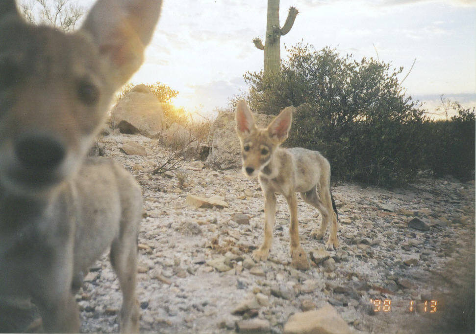 Young coyote on a rocky desert trail with a saguaro cactus and shrubs at sunset in Saguaro National Park West.
