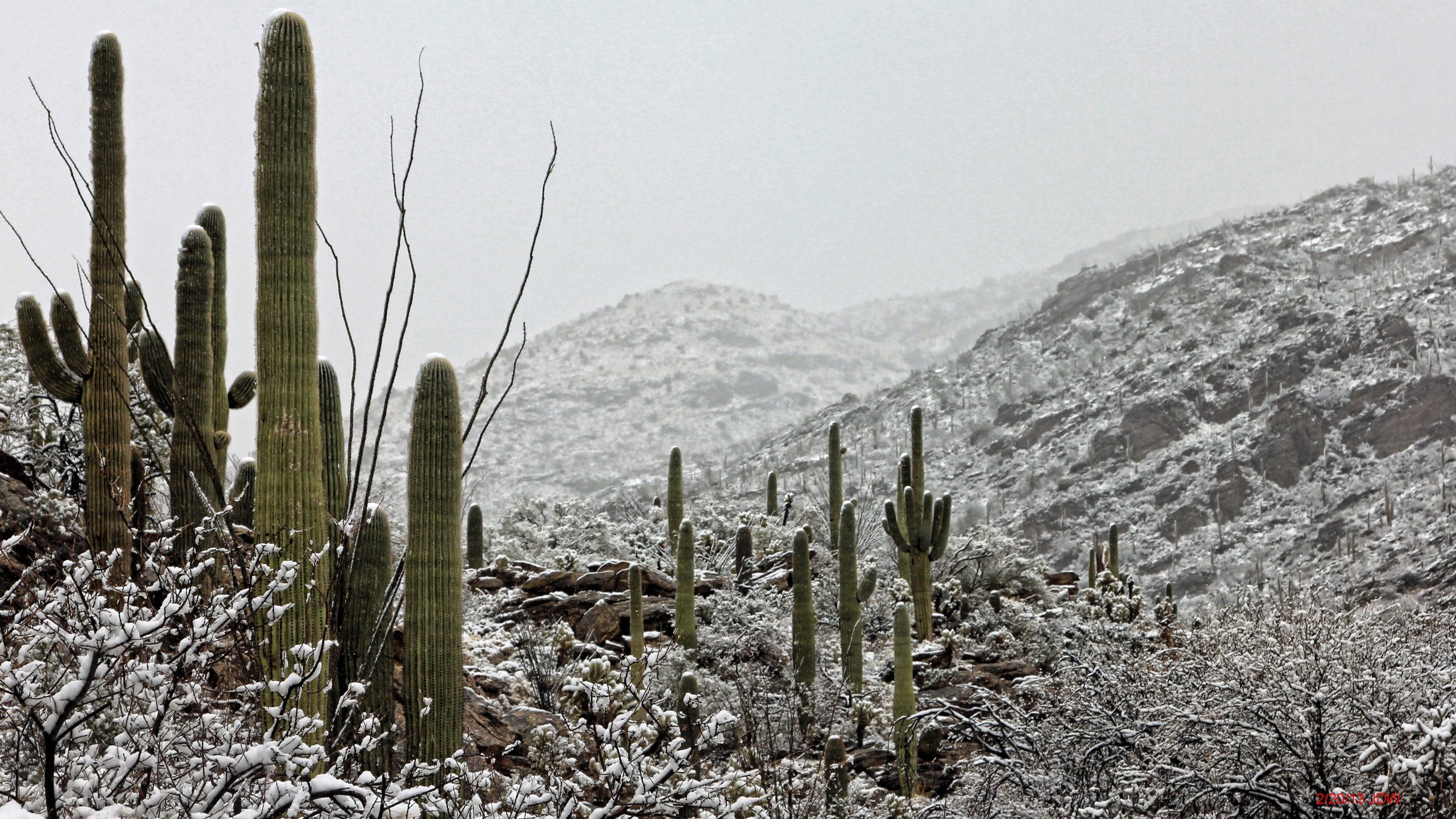 Snow-dusted desert landscape at Saguaro National Park with tall saguaro cacti under a pale winter sky.