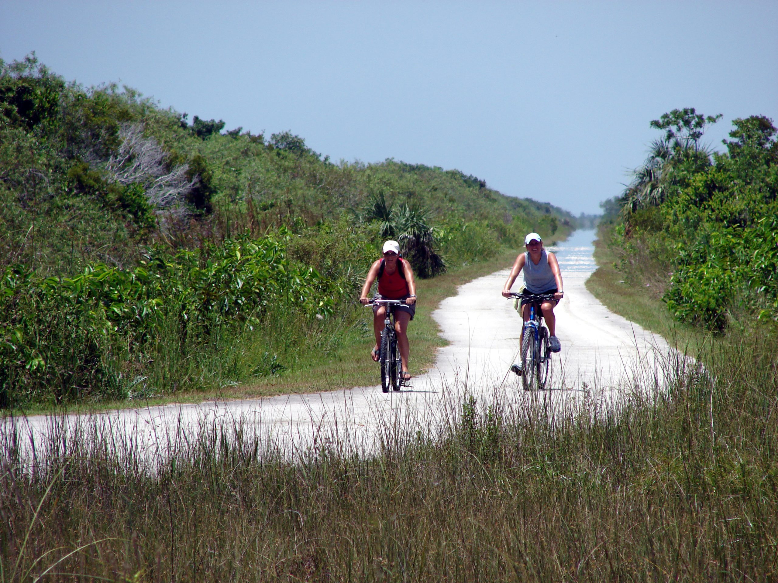 Two cyclists ride along the Shark Valley bike trail in Everglades National Park, flanked by dense mangroves and tall grasses.