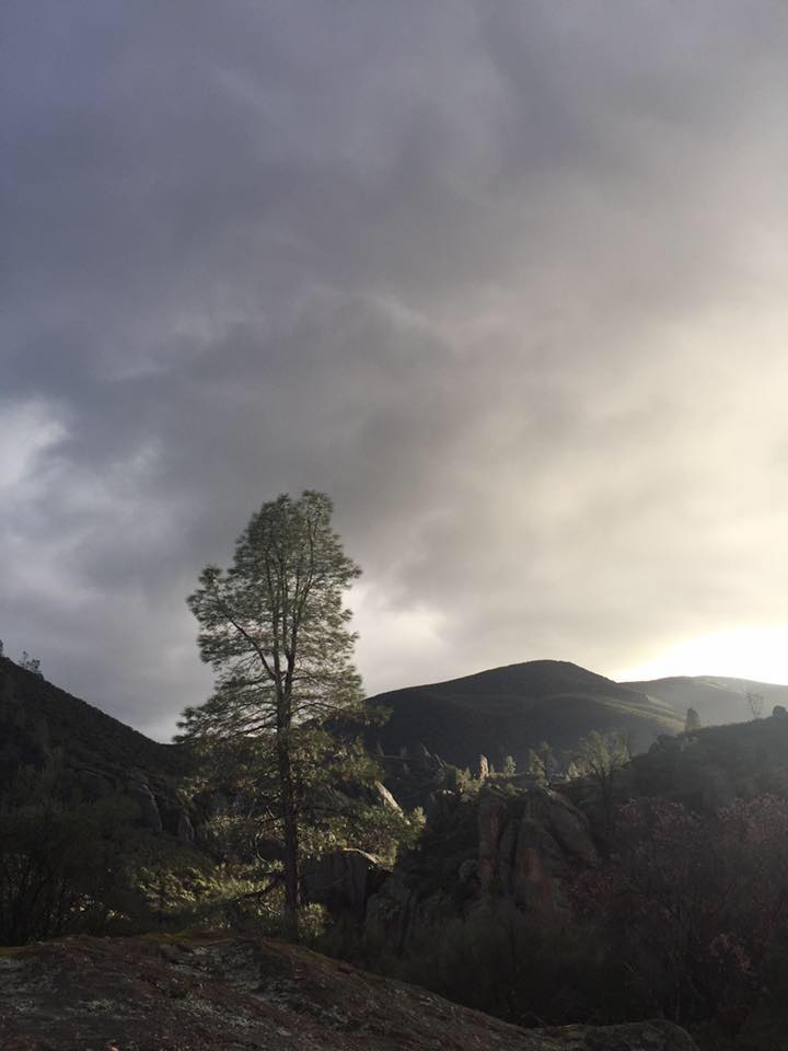 Lone pine tree rises among rugged rocks in Pinnacles National Park, with dramatic clouds and a sunlit ridge on the horizon.