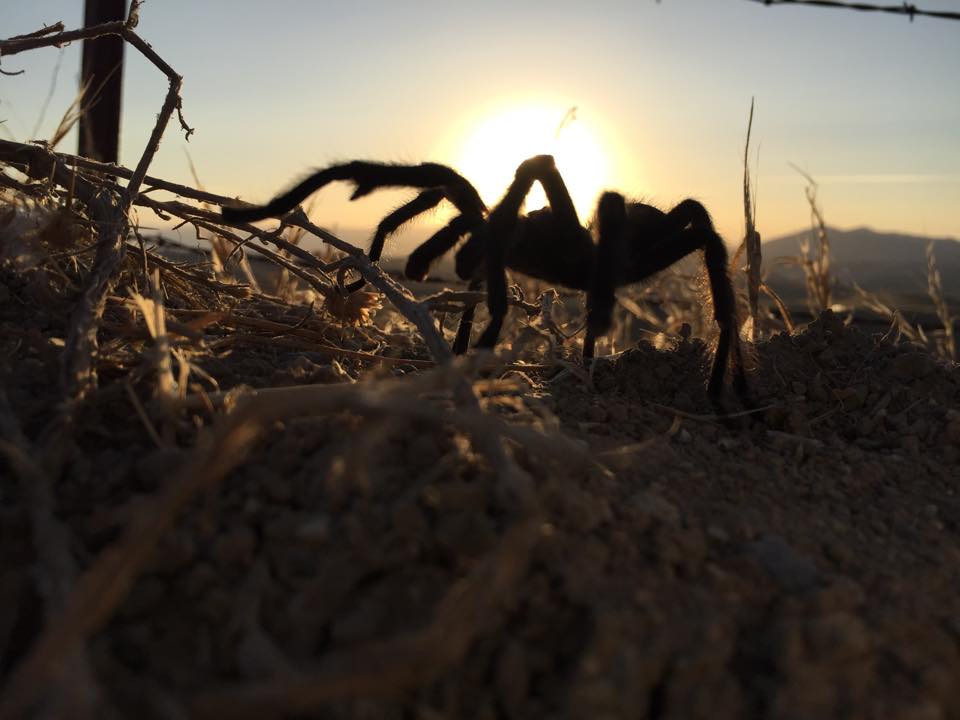 Tarantula crawls across dusty ground with sunrise over Pinnacles National Park, near Bear Gulch Trail.