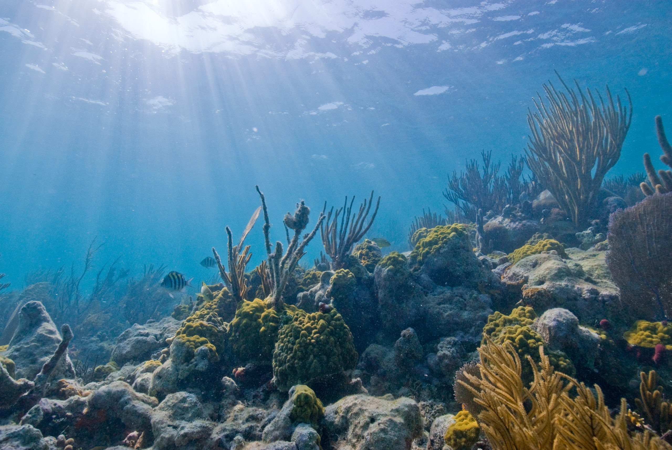 Underwater coral reef and sea fans glow in Biscayne National Park’s turquoise waters, with sun rays filtering from above.