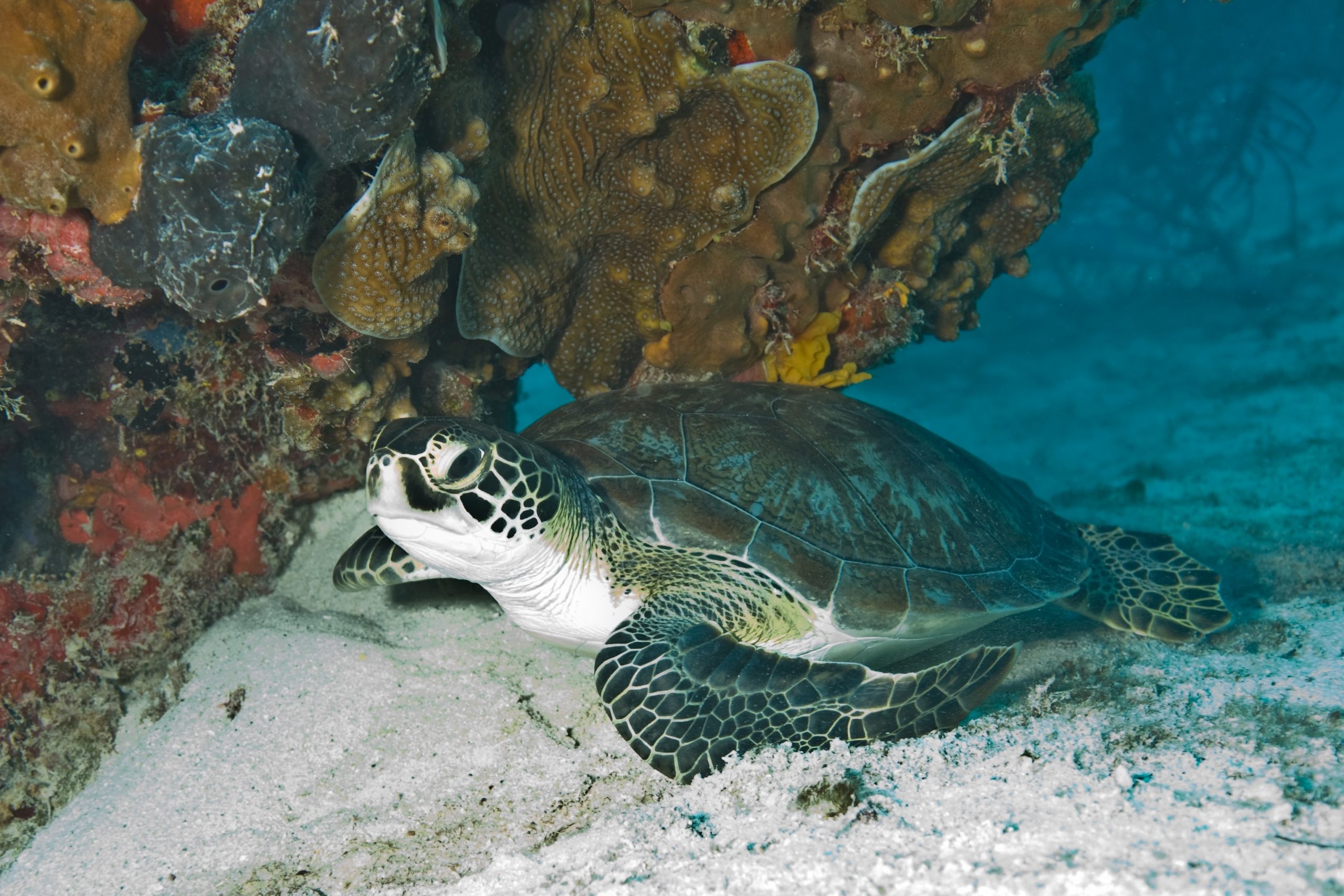 Green sea turtle gliding above a sandy seabed beside coral formations in Biscayne National Park