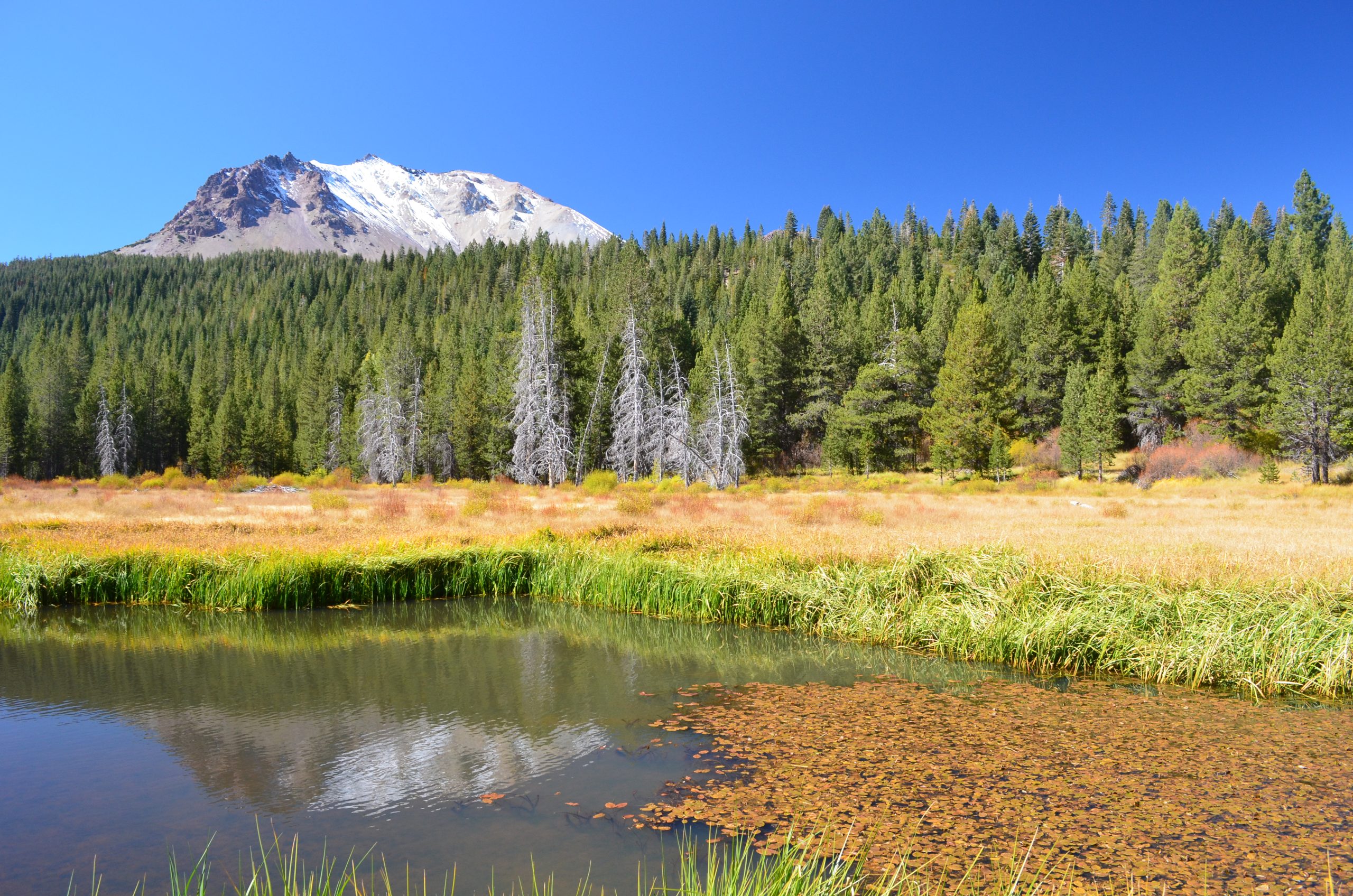 Lassen Peak rises above a green forest and a golden meadow with a calm pond in the foreground under a bright blue sky in Lassen Volcanic National Park.