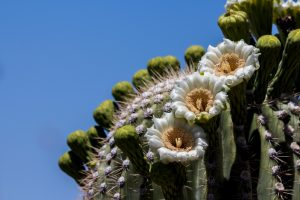 Saguaro National Park