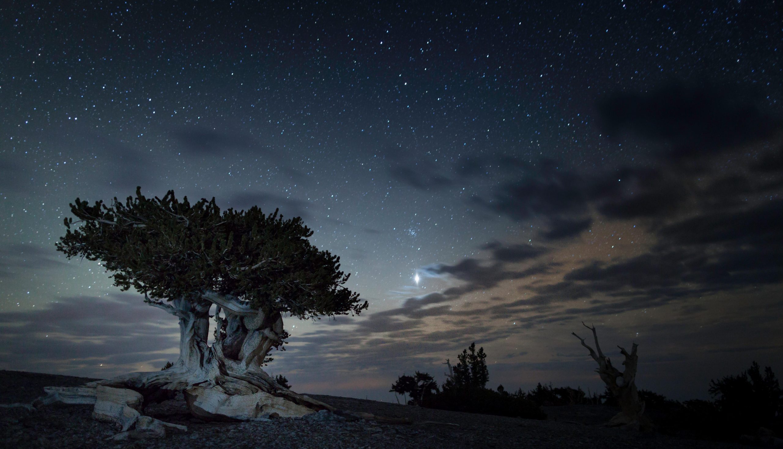 Ancient bristlecone pine with a starry night sky near Wheeler Peak in Great Basin National Park.
