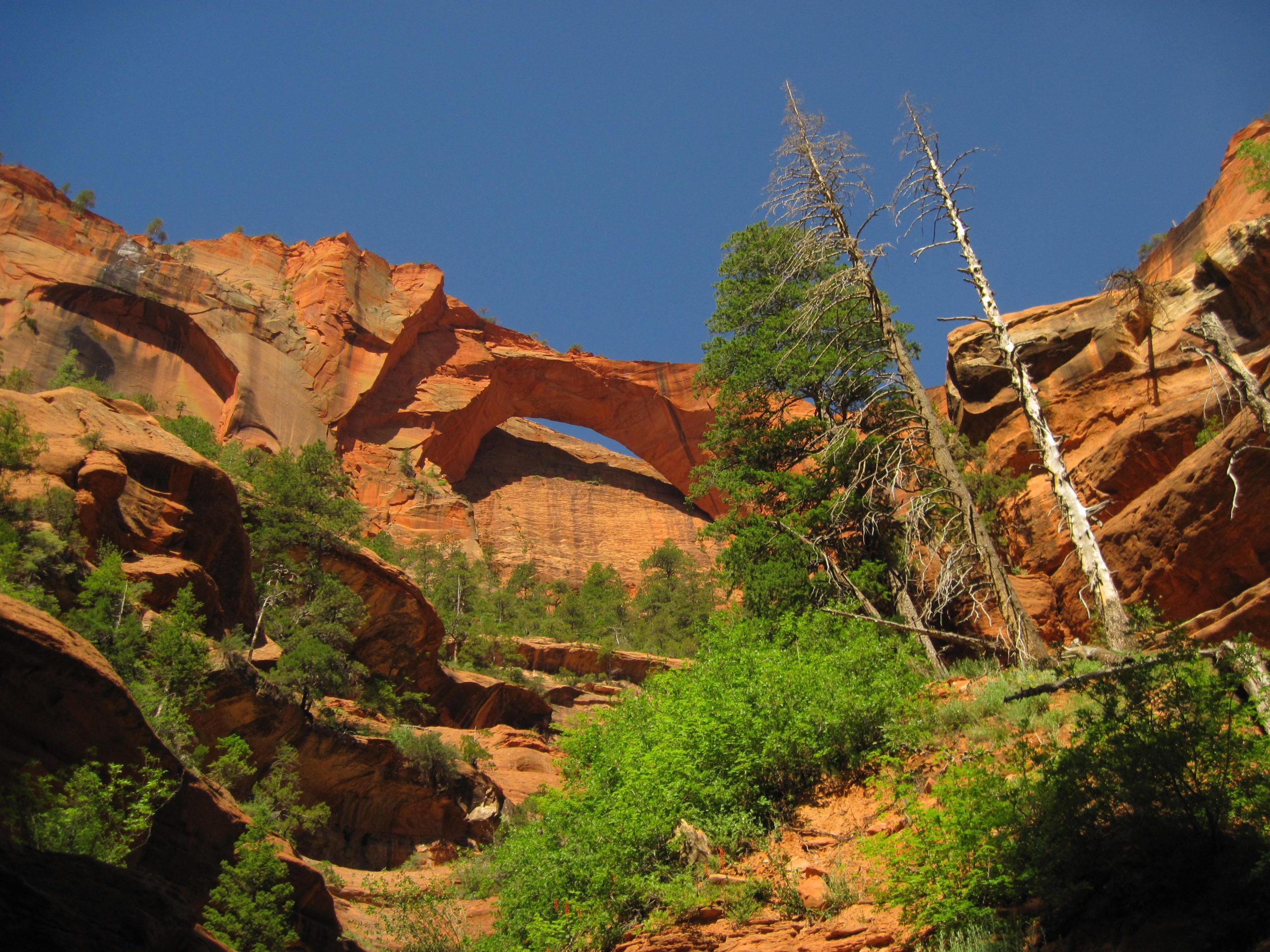 Bright red sandstone arches and canyon walls under a clear blue sky in Zion National Park, with green shrubs and dead trees in the foreground.
