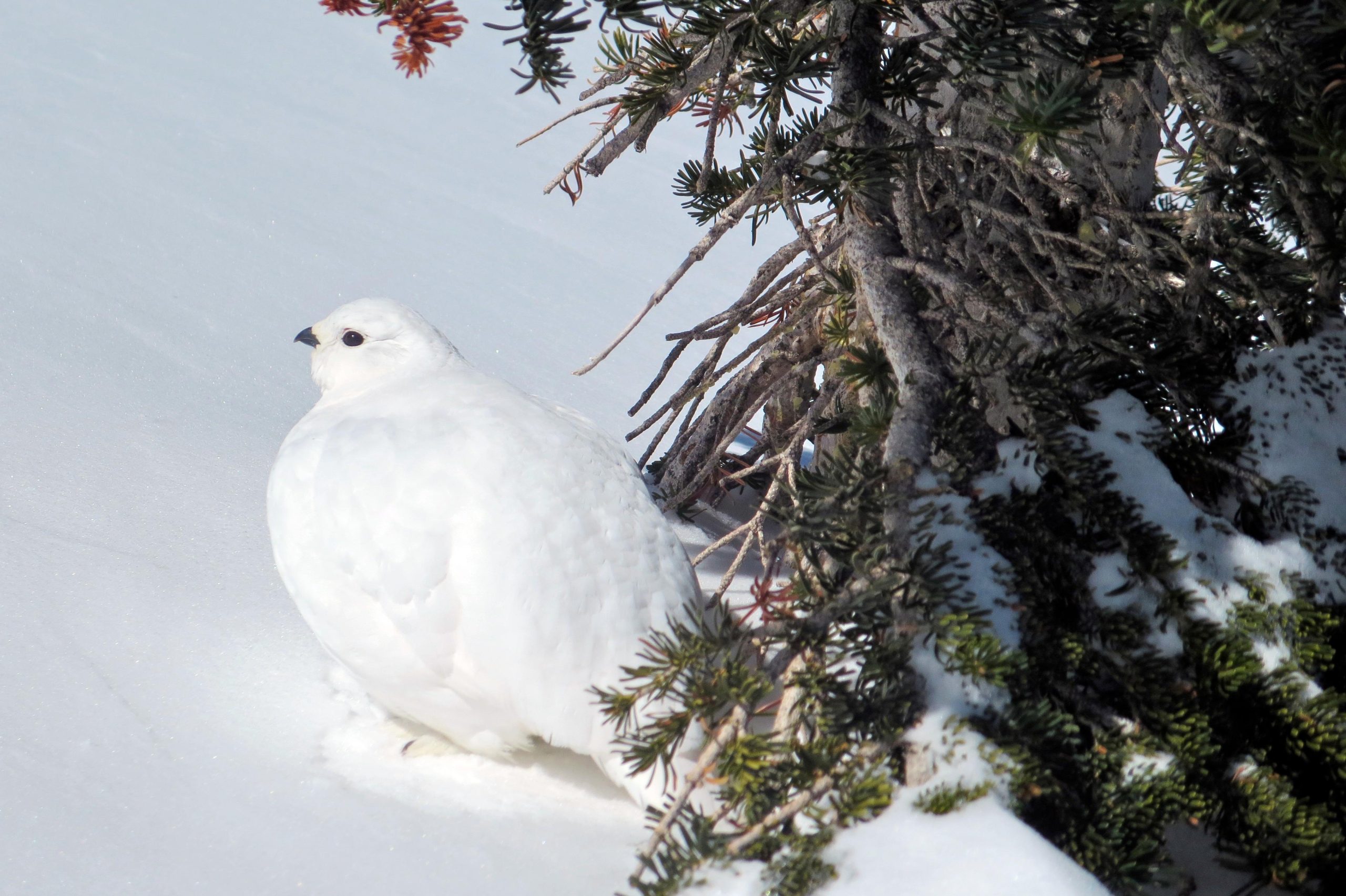 White ptarmigan perched beside snow and alpine shrubs high in Rocky Mountain National Park.