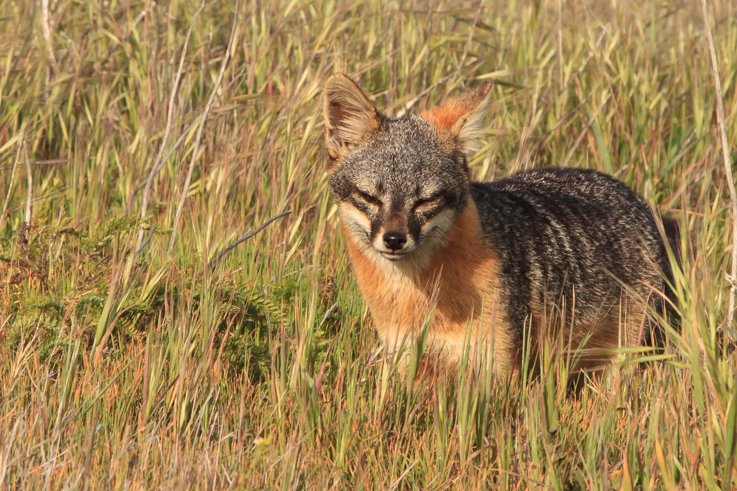 Island fox probes the tall coastal grasses in Channel Islands National Park, California, during golden hour.