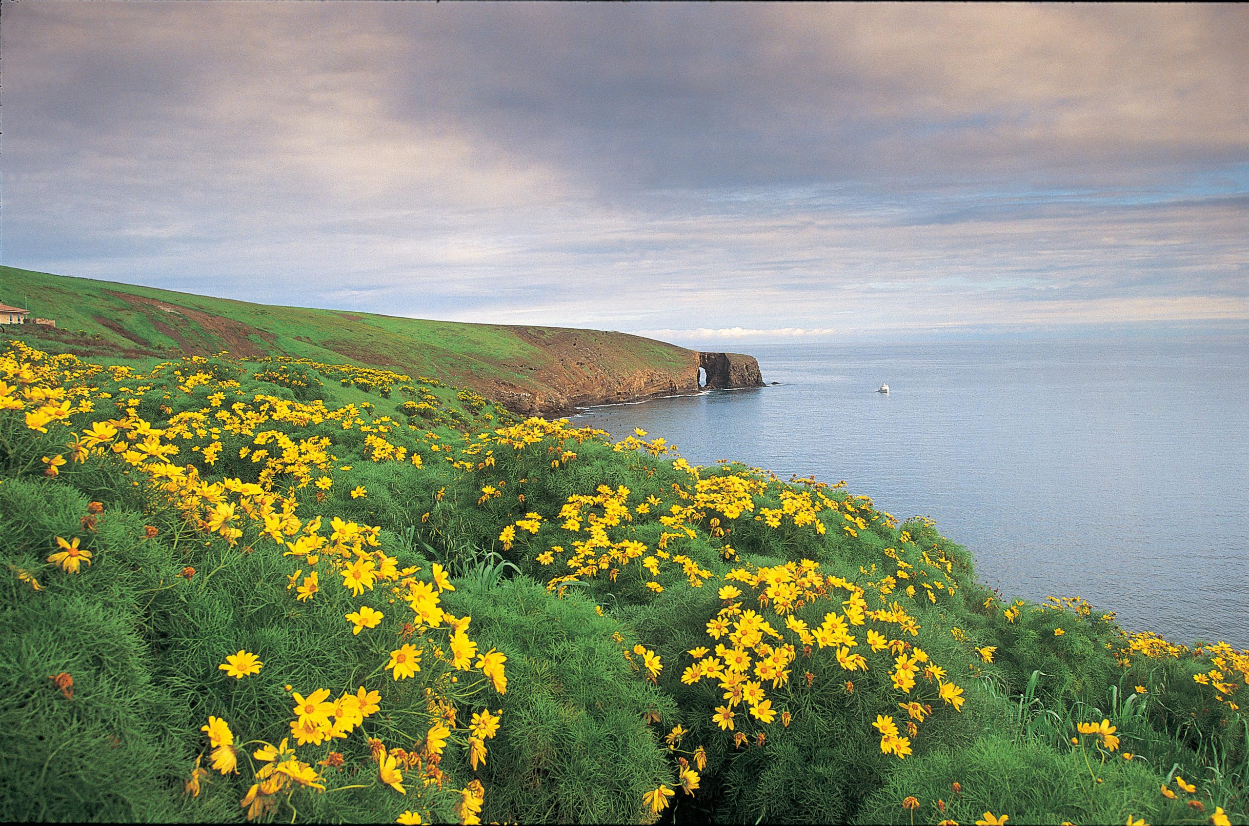 Vibrant yellow coastal flowers blanket the bluff near Arch Rock along the Channel Islands coastline, Santa Cruz Island.