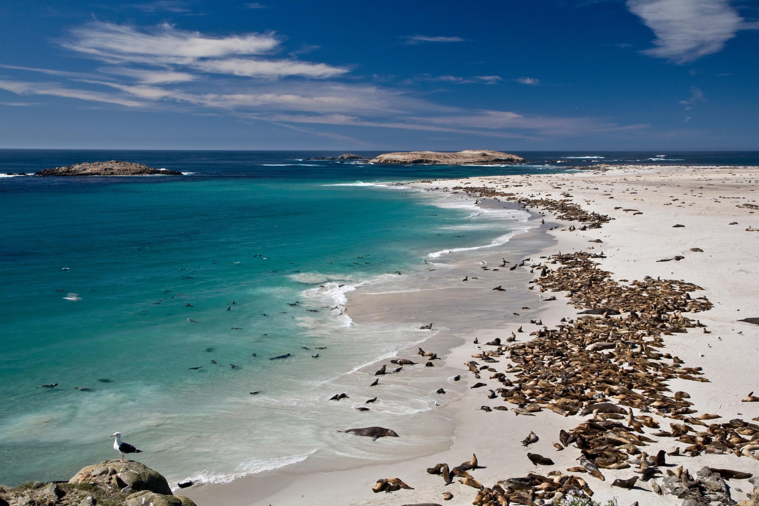 Hundreds of sea lions haul out along a sandy Channel Islands beach at Point Bennett, Channel Islands National Park.