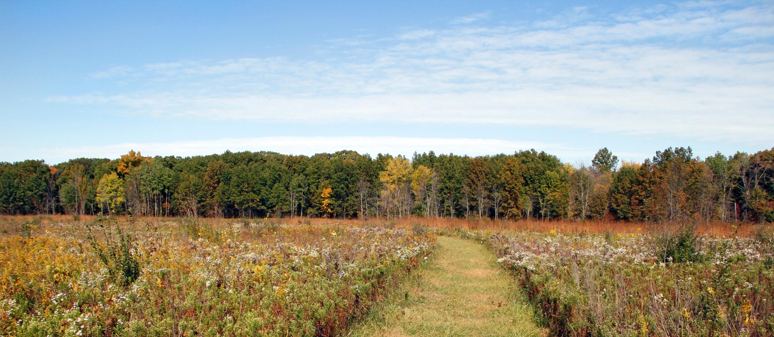 Autumn meadow with wildflowers in Indiana Dunes National Park, leading to a distant tree line under a blue sky.