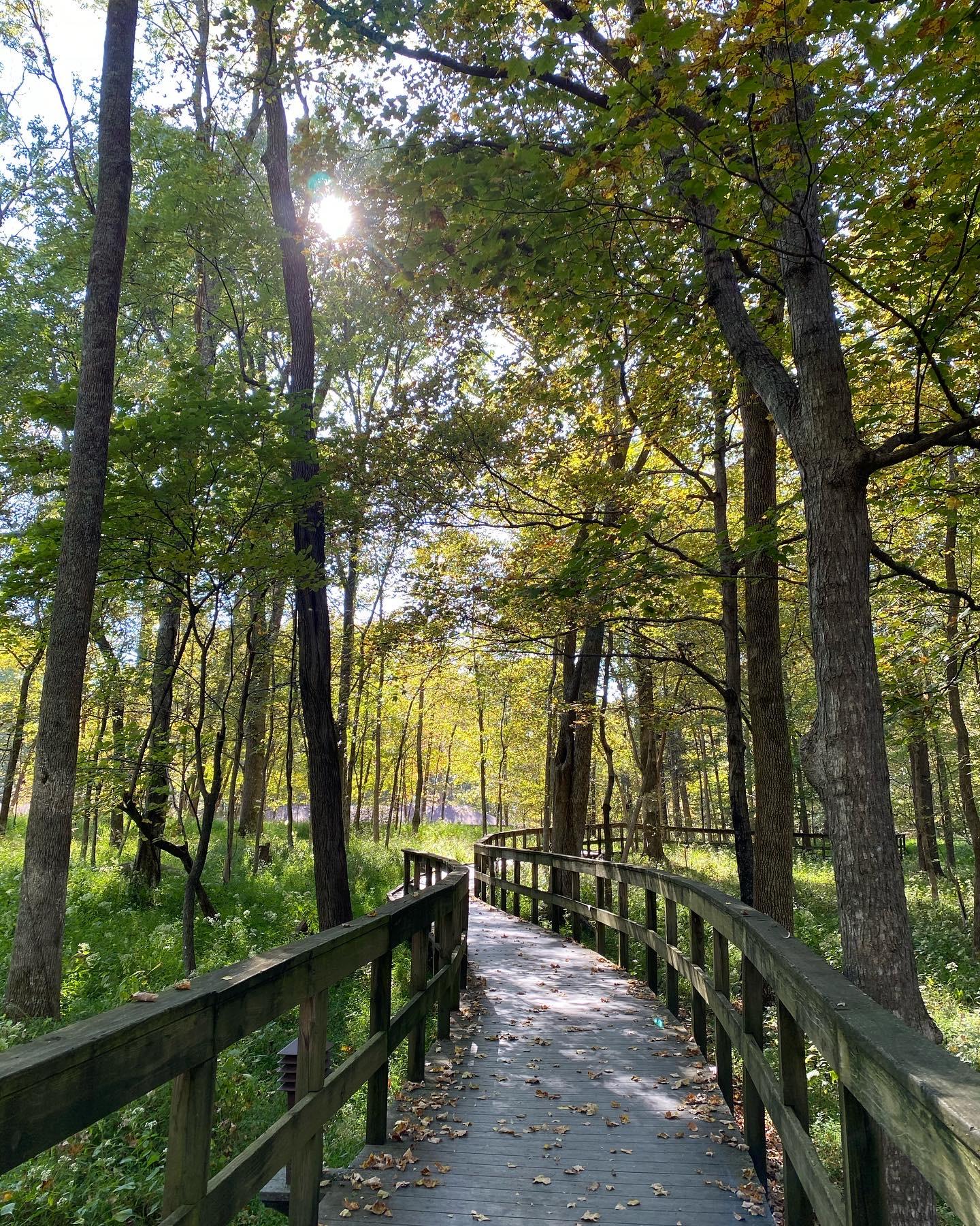 Emerald sunlight filters through a dense forest as a wooden boardwalk winds through Mammoth Cave National Park.