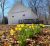 Good Spring Baptist Church, a white wooden building at Mammoth Cave National Park, with bright yellow daffodils in the foreground.