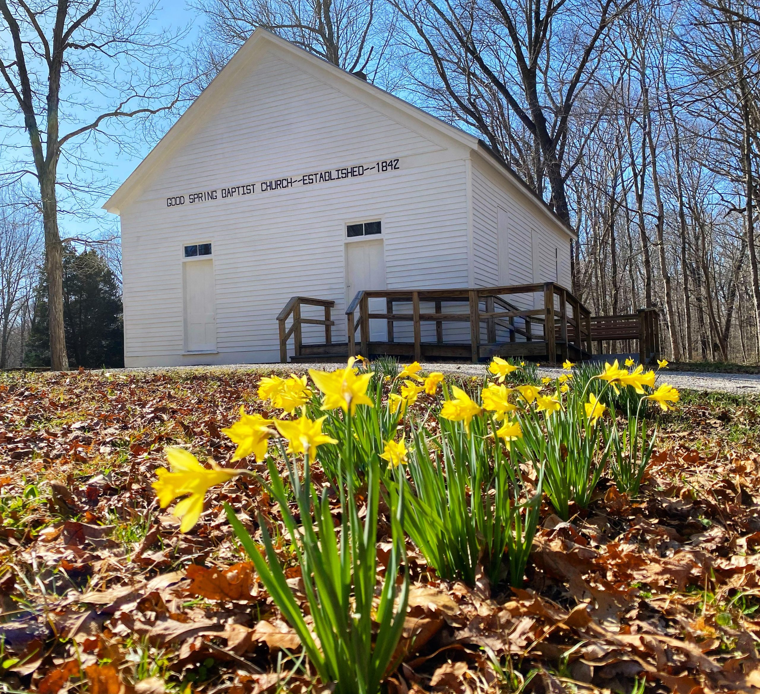 Good Spring Baptist Church, a white wooden building at Mammoth Cave National Park, with bright yellow daffodils in the foreground.