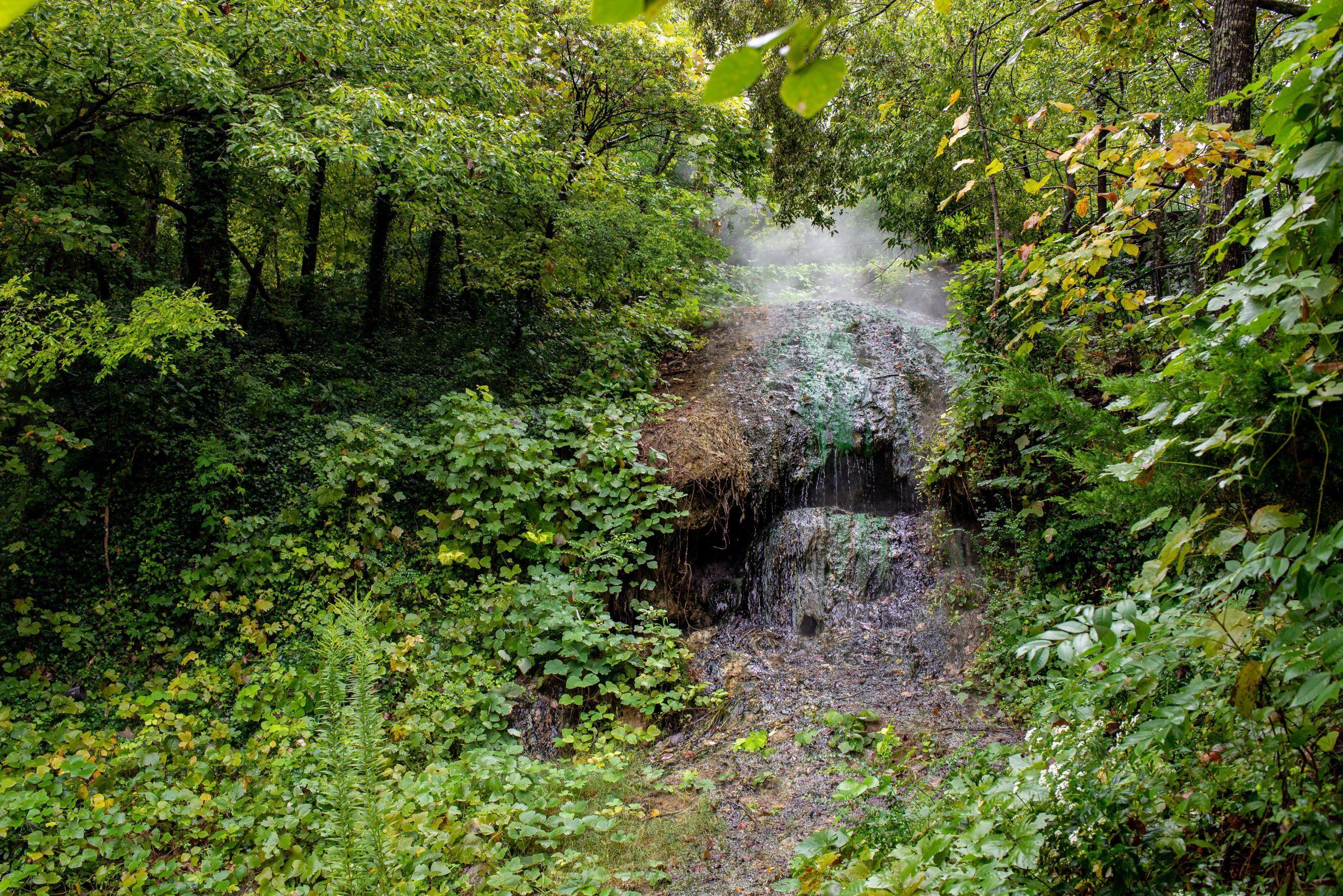 Steam rises from a mossy rock hot spring vent amid dense forest at Hot Springs National Park.