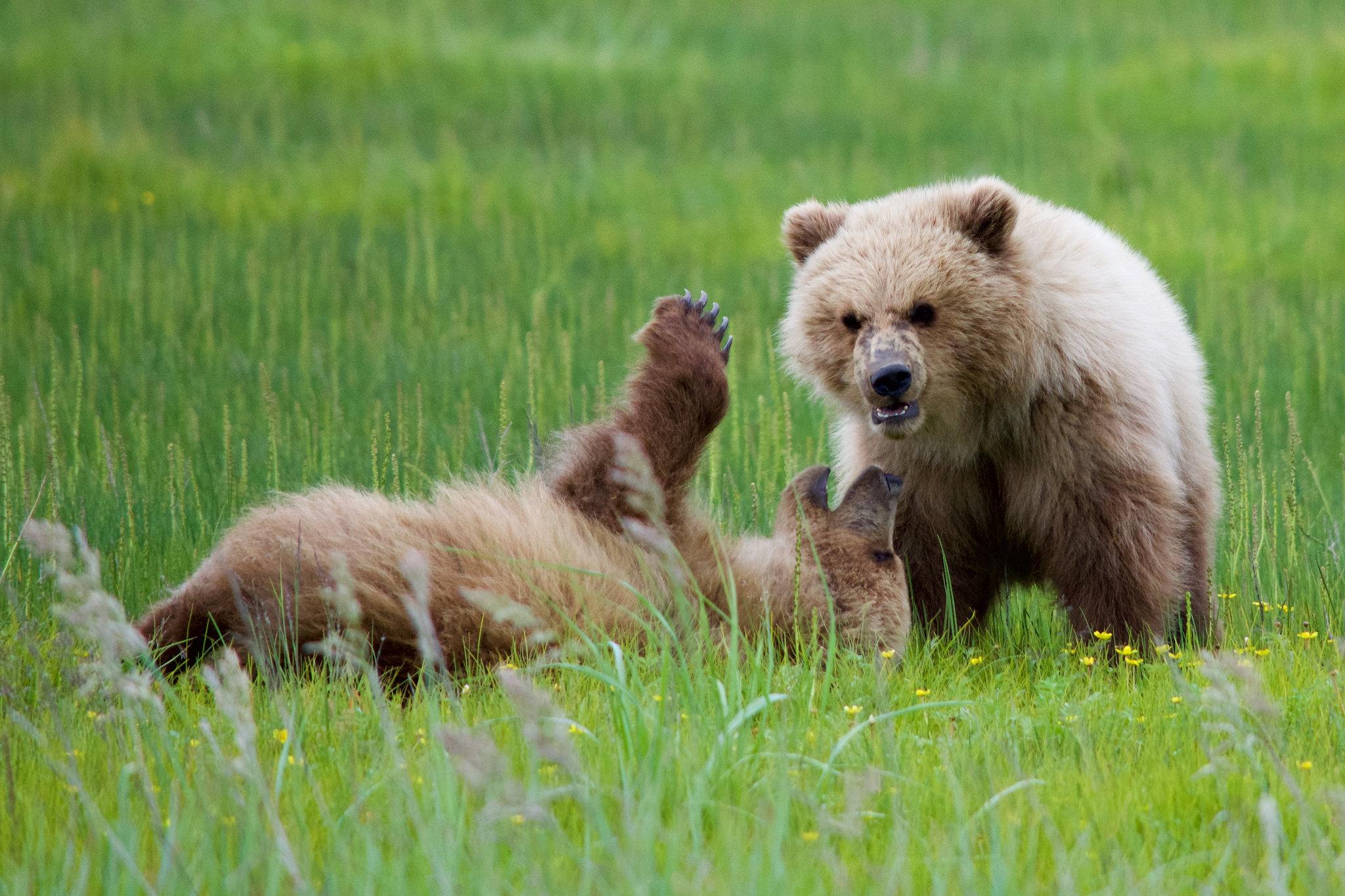 Two grizzly bears in a lush grassy meadow in Lake Clark National Park & Preserve, Alaska.