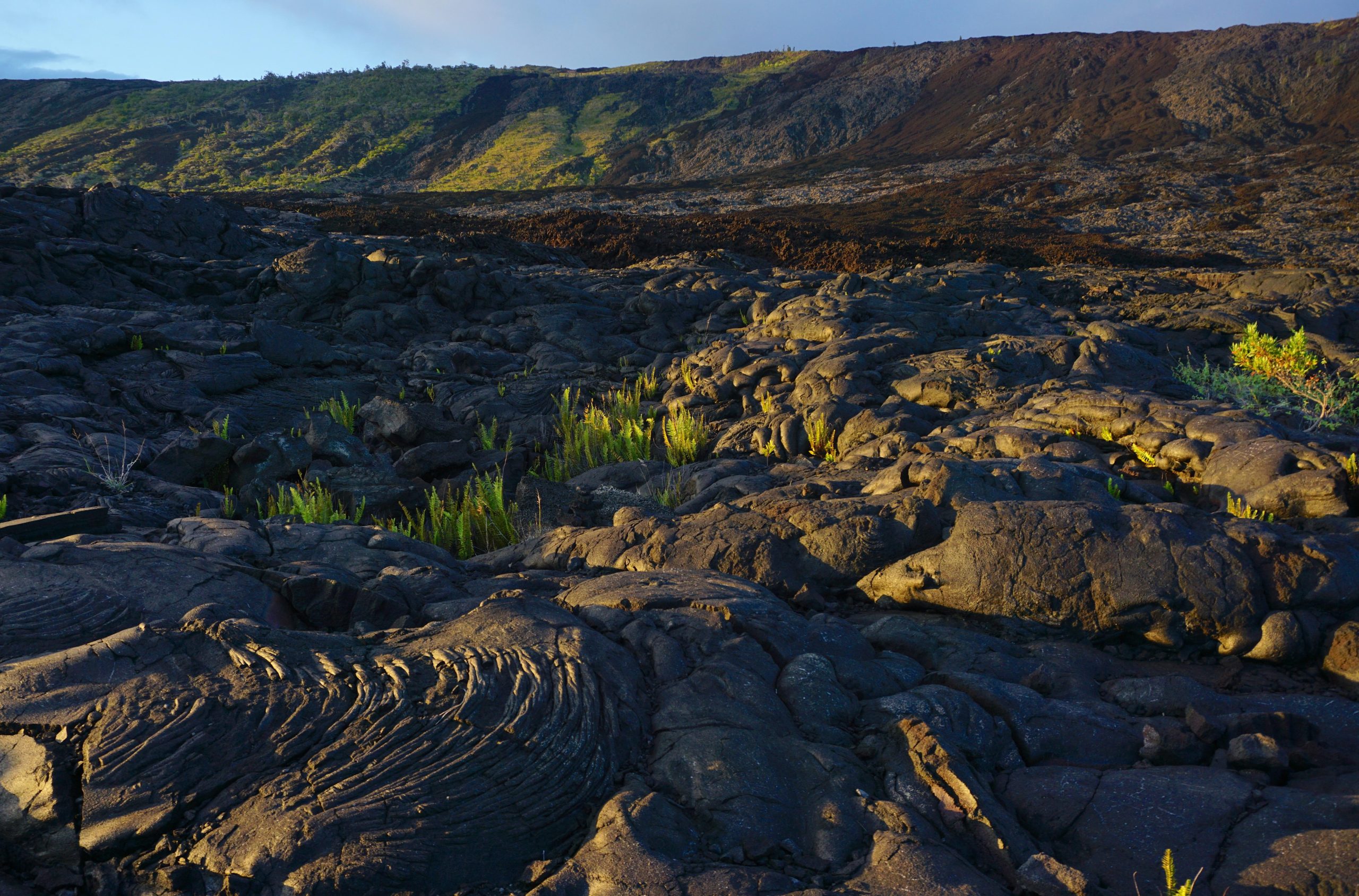 Solidified lava field with wrinkled pahoehoe rock and small green plants at Hawaiʻi Volcanoes National Park.