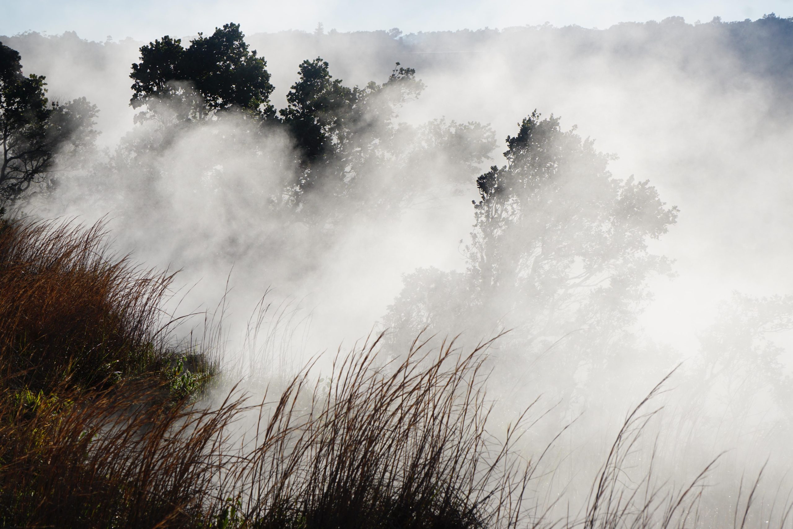 Misty hillside grasses and silhouetted trees in Hawaiʻi Volcanoes National Park, shrouded in early morning fog.