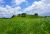 Lush green hillside with scattered trees under a bright blue sky and fluffy white clouds in Hawaiʻi Volcanoes National Park.