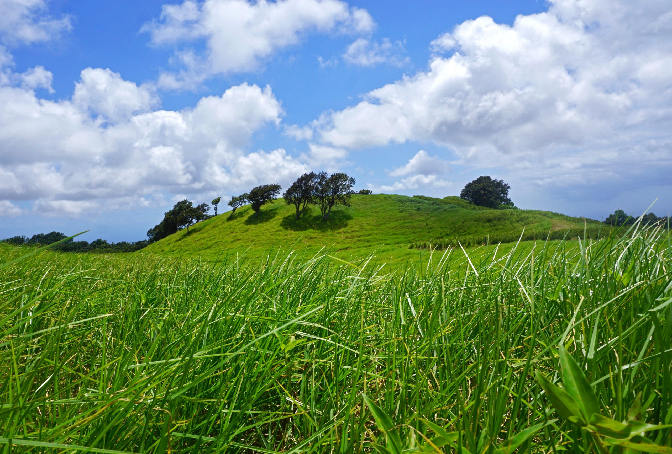 Lush green hillside with scattered trees under a bright blue sky and fluffy white clouds in Hawaiʻi Volcanoes National Park.