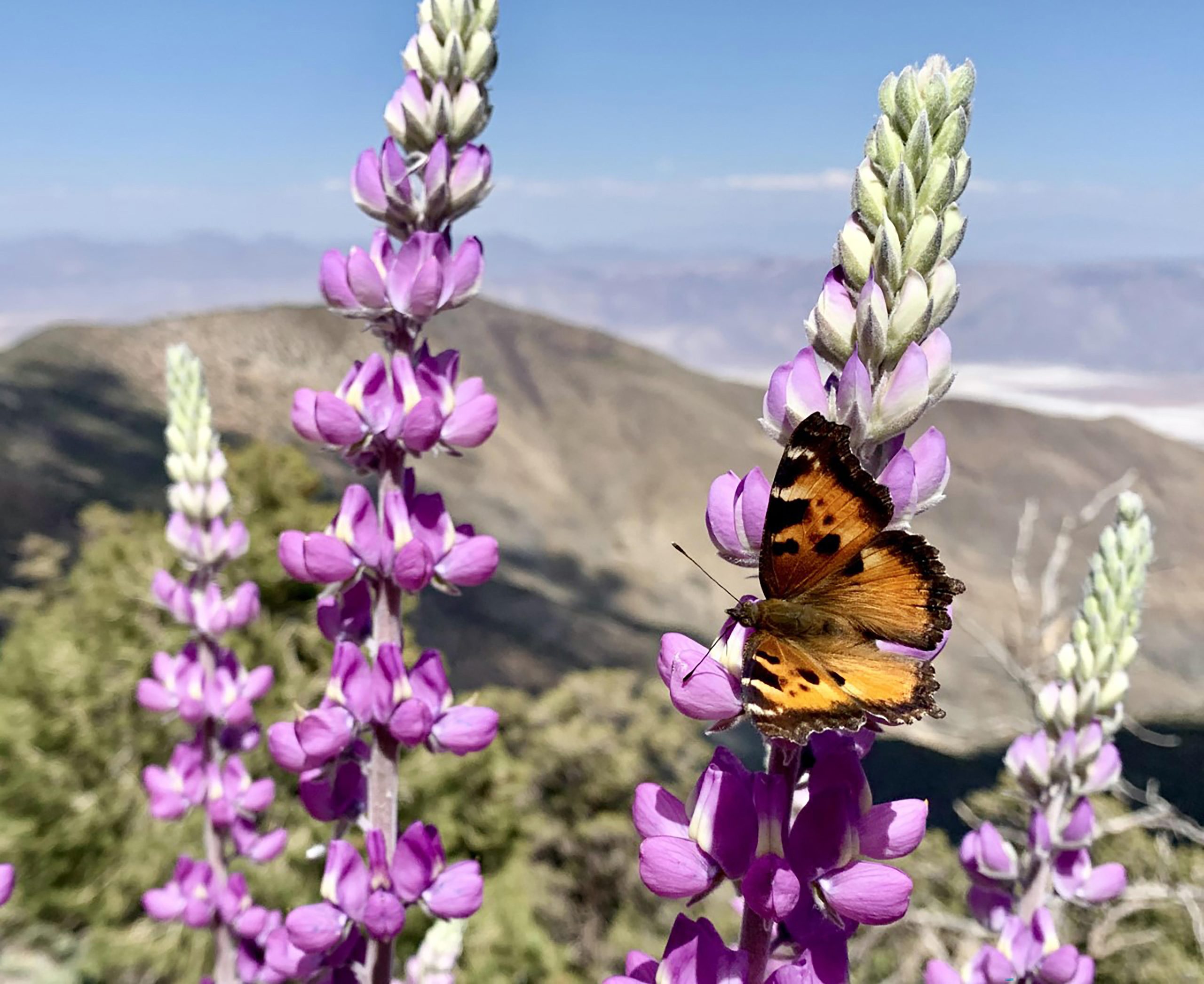 Purple lupines bloom along a sunlit hillside in Death Valley National Park, with a butterfly resting on a flower.