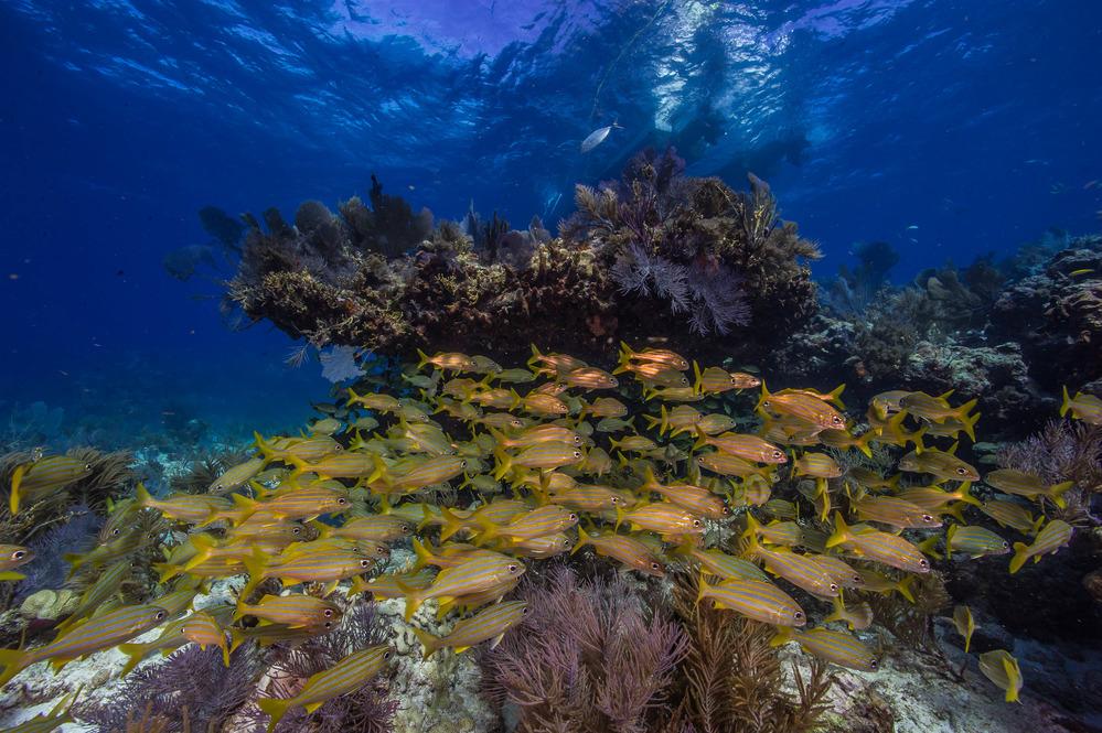 Vibrant school of yellow reef fish swirls above a flourishing coral reef in Biscayne National Park.