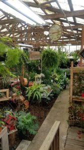 Gift shop interior at Jarrett's Jungle in Congaree National Park, densely arranged with tropical houseplants.