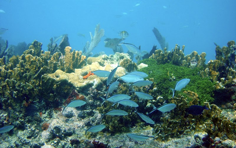 Coral reef and schooling fish observed at Biscayne National Park, a vibrant underwater scene near Pennekamp coral reefs.