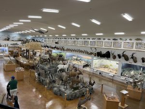 Interior of Bryce Canyon National Park Visitor Center with mounted wildlife displays and dioramas.