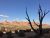 Gnarled, leafless tree in foreground with red sandstone arches and desert shrubs at Arches National Park.