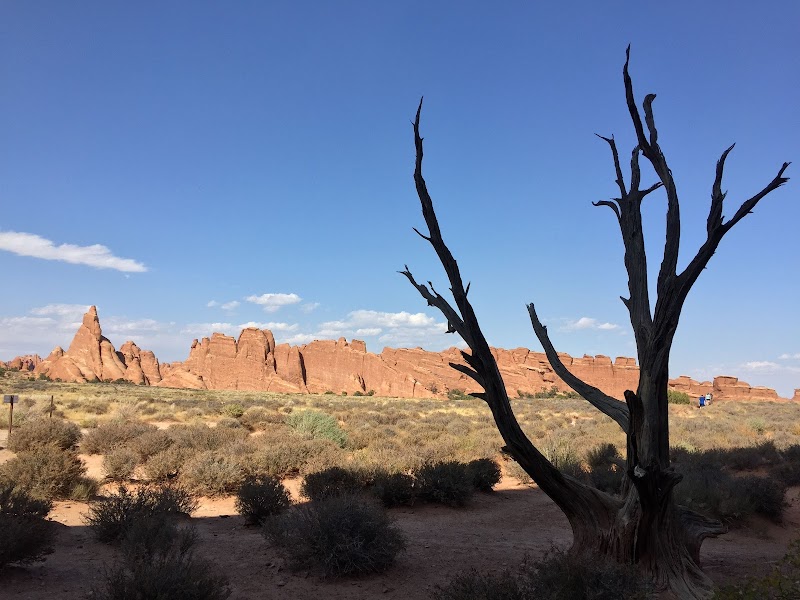 Gnarled, leafless tree in foreground with red sandstone arches and desert shrubs at Arches National Park.