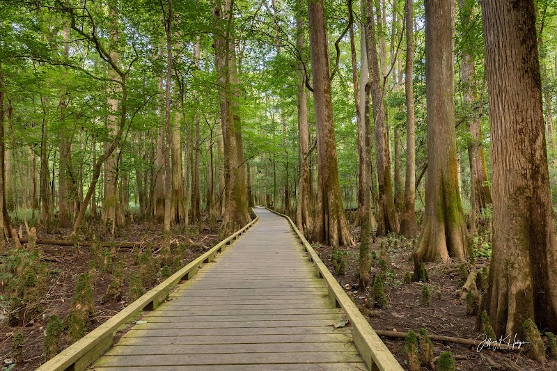 Boardwalk Loop trail winds through a swampy forest of tall cypress trees in Congaree National Park.