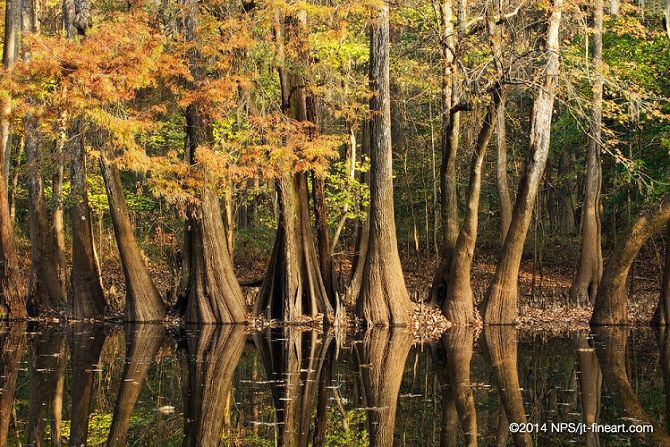 Fall foliage surrounds towering cypress trees along a reflective swamp at Congaree National Park.