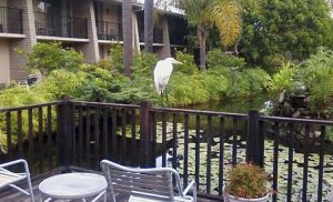Great egret perched on a railing beside a pond at a lodging area in Channel Islands National Park.