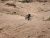 Cyclist wearing a helmet rides a mountain bike across slick sandstone terrain in Arches National Park.