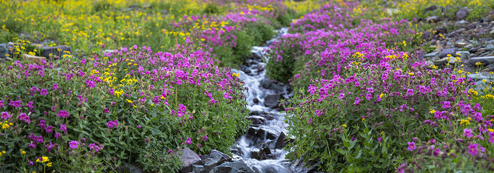 Wildflowers lining a creek at Logan Pass, Glacier National Park