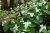 A hillside in the forest covered with white trillium flowers