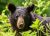American Black Bear
