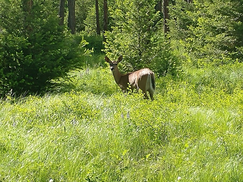 Mule deer stands in tall meadow grass in Glacier National Park in early spring