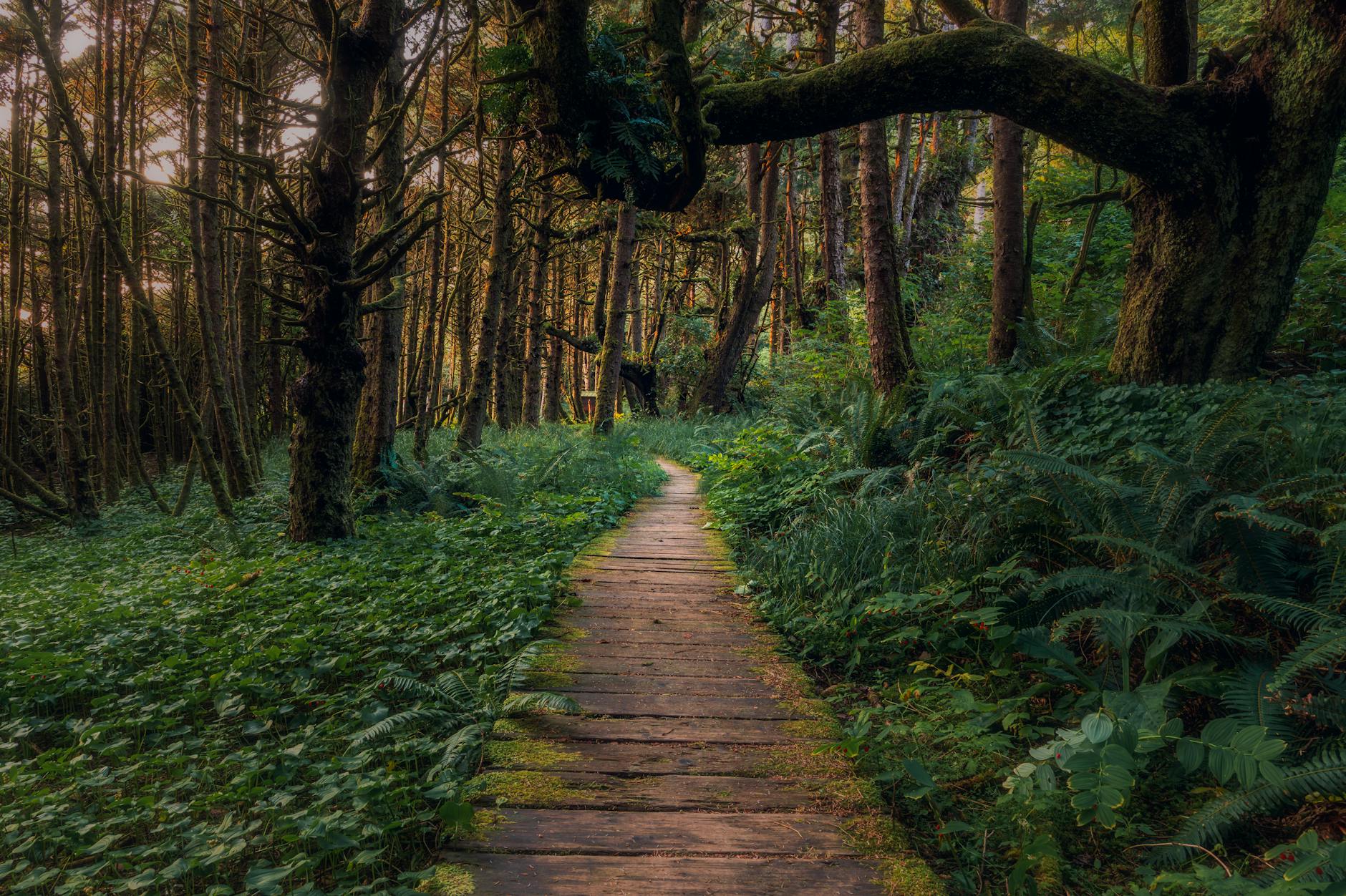 Explore a tranquil forest path on Vancouver Island, surrounded by lush greenery and towering trees.