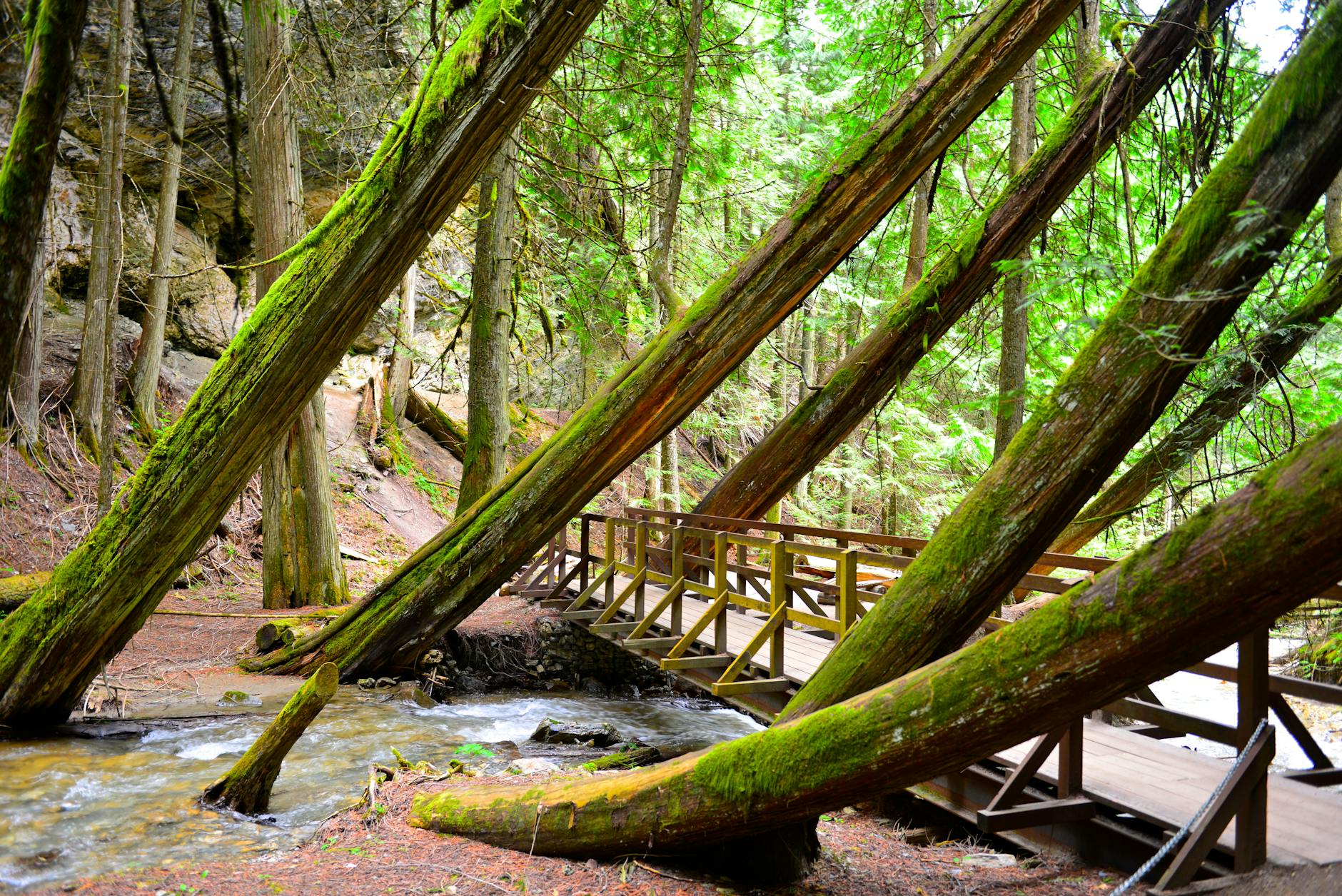 Tranquil scene of a wooden bridge in a lush green forest with leaning trees over a flowing stream.