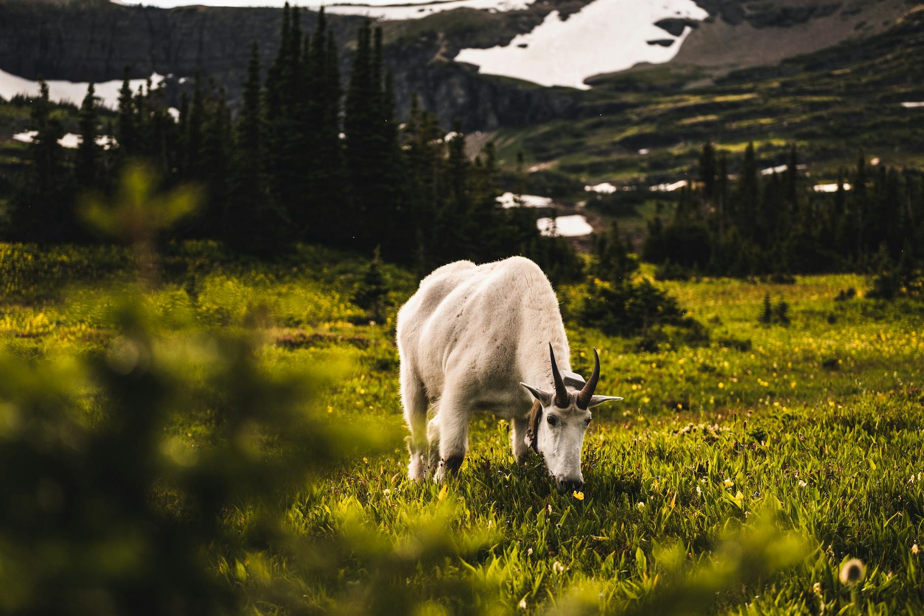 A serene mountain goat grazing in a lush meadow with rugged terrain and snow patches.