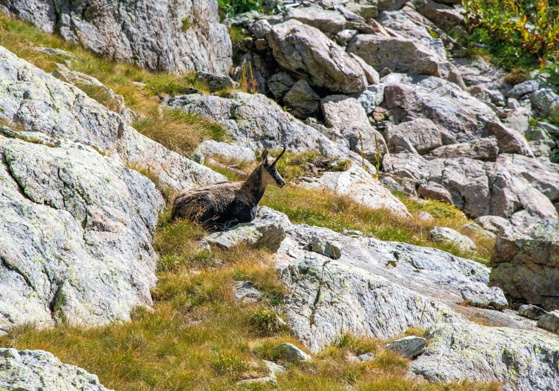 A wild mountain goat resting on rocks amidst a rugged landscape with scattered grass.