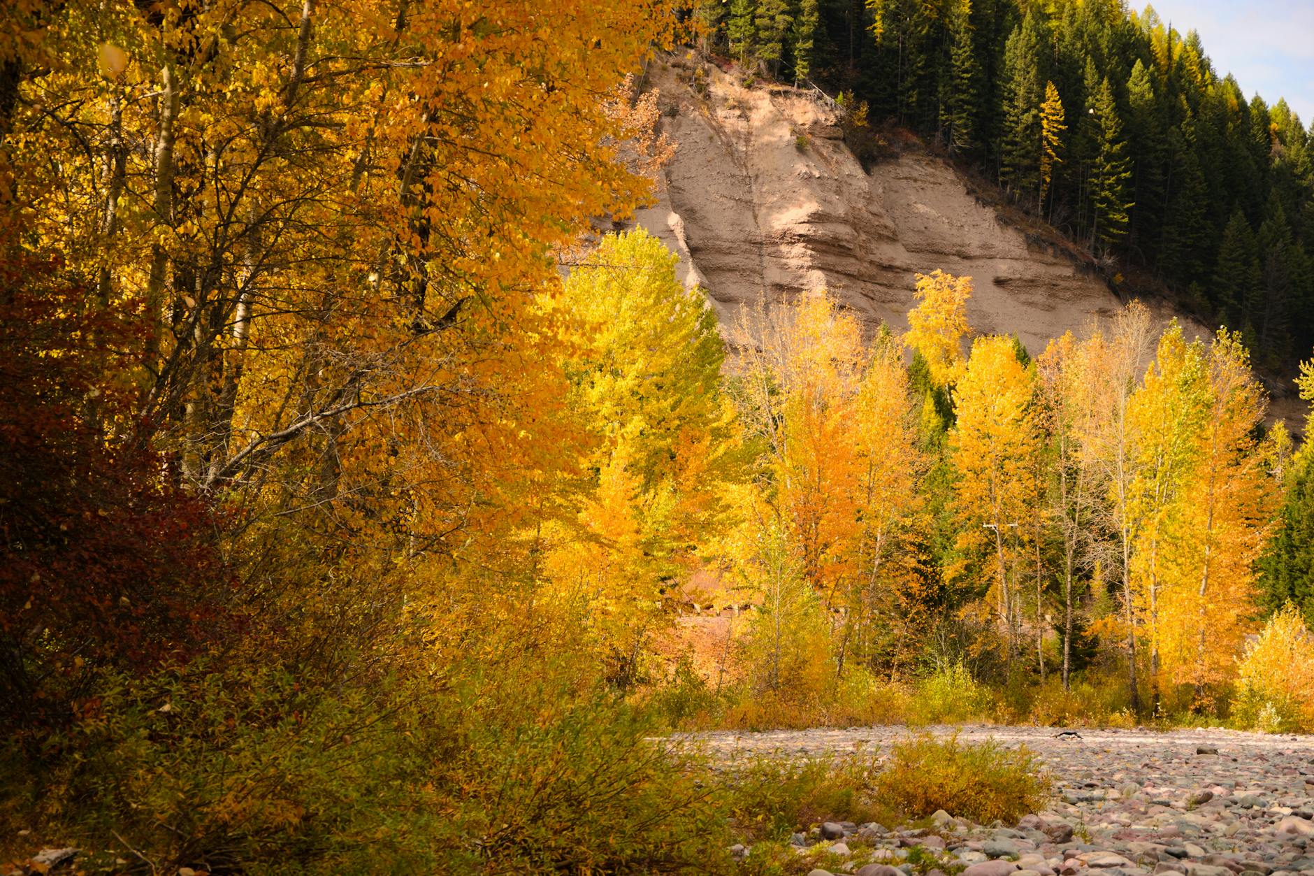 Colorful autumn foliage with mountains in West Glacier, Montana's beautiful nature scene.