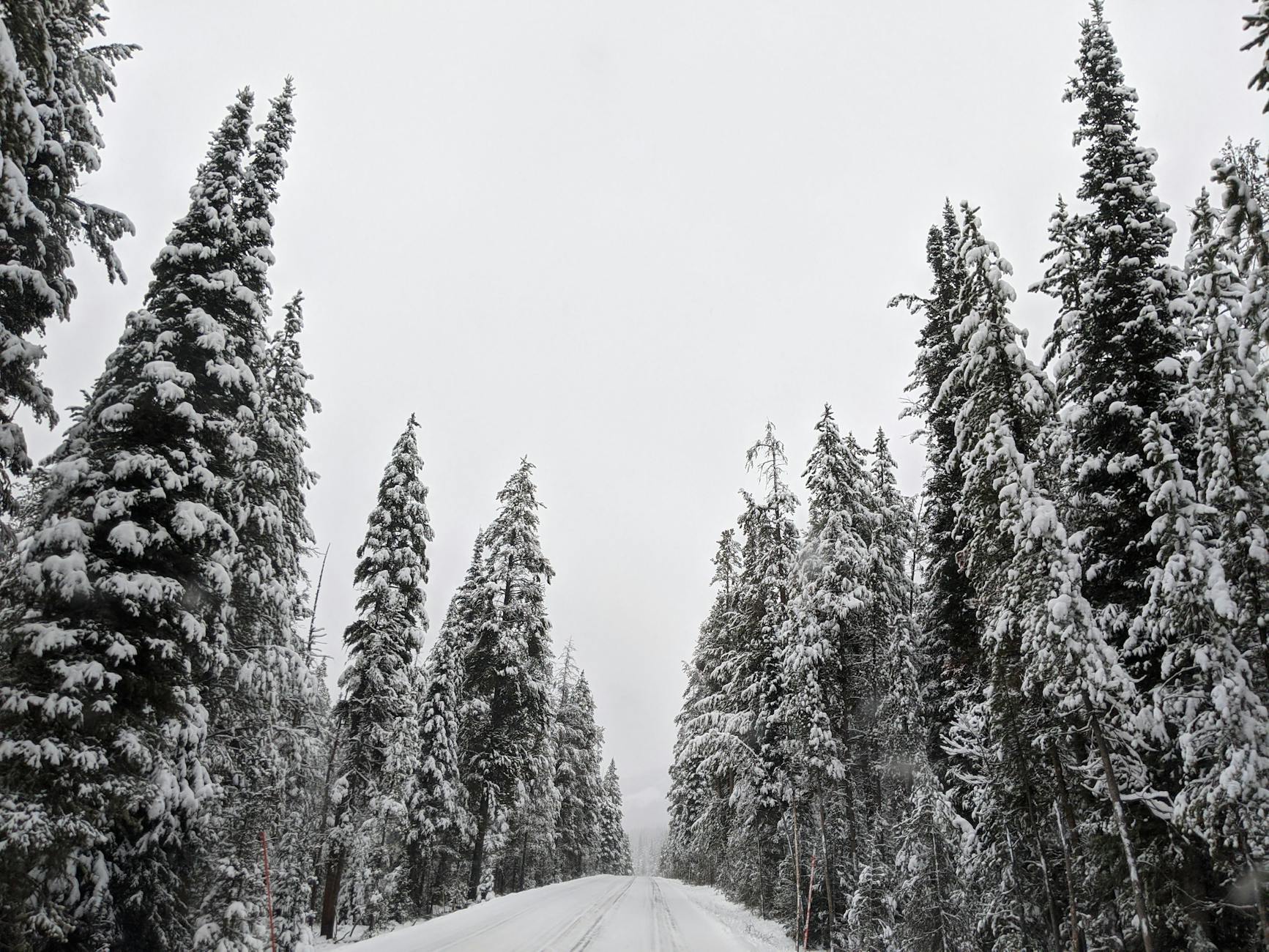 Serene winter scene with snow-covered pine trees lining a deserted road in Montana.