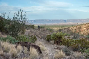A hiker stops to look at the view of the desert floor and Santa Elena Canyon in the distance.