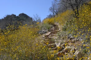 A trail composed of rock steps climbs the side of a hill covered in yellow flowers.