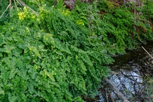 Thick maidenhair ferns grow above the spring pool at Mule Ears Spring.