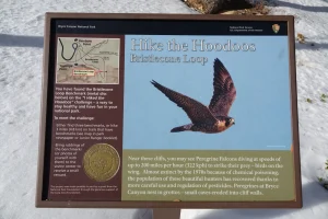 A Wayside panel with a peregrine falcon describes the Hike the Hoodoos program with a medallion
